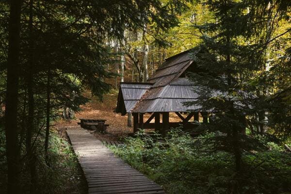 Forest Hut